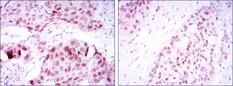 SOX2 Antibody (clone 10F10)