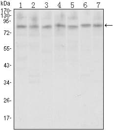 Monoclonal Mouse anti-Human CTCF Antibody (clone 1D11, WB)