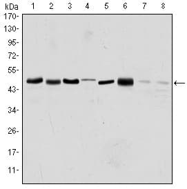 AURKA / Aurora-A Antibody (clone 1F8)