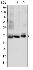 MAP2K4 / MKK4 Antibody (clone 5H4)