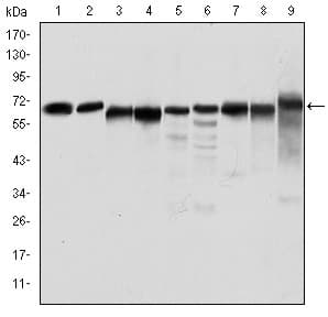 PRKAA1 / AMPK Alpha 1 Antibody (clone 2B7)