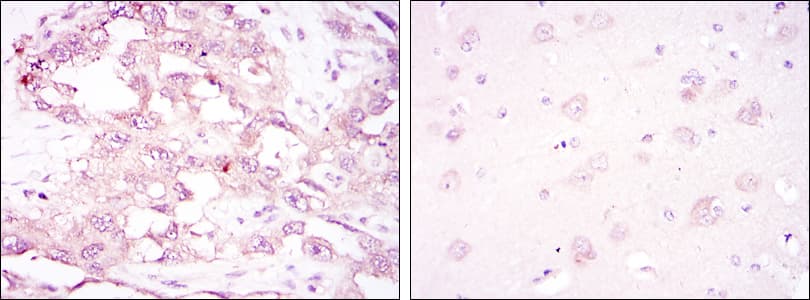 PRKAA1 / AMPK Alpha 1 Antibody (clone 2B7)