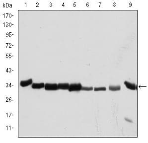 CDK1 / CDC2 Antibody (clone 5A6)