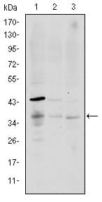 Monoclonal Mouse anti-Human CD1A Antibody (clone 6H3, WB)