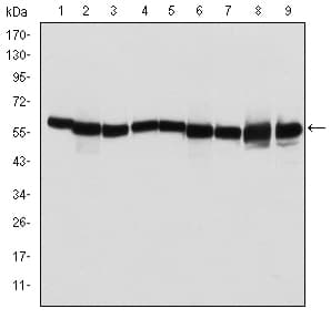 HSPD1 / HSP60 Antibody (clone 3G8)