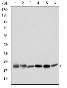 BID Antibody (clone 3C5)