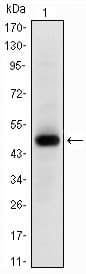 Monoclonal Mouse anti-Human MYC / c-Myc Antibody (clone 7E10, WB)