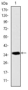Monoclonal Mouse anti-Human AIFM1 / AIF / PDCD8 Antibody (clone 4E7, IHC, IF, WB)
