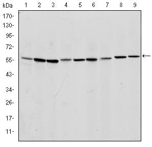 Monoclonal Mouse anti-Human AIFM1 / AIF / PDCD8 Antibody (clone 4E7, IHC, IF, WB)