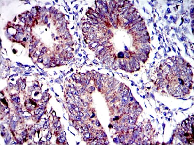 Monoclonal Mouse anti-Human AIFM1 / AIF / PDCD8 Antibody (clone 4E7, IHC, IF, WB)