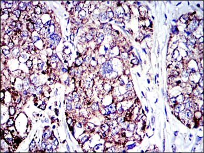 Monoclonal Mouse anti-Human AIFM1 / AIF / PDCD8 Antibody (clone 4E7, IHC, IF, WB)