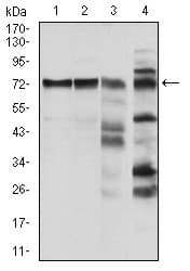 RAF1 / RAF Antibody (clone 4G4)