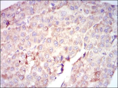 RAF1 / RAF Antibody (clone 4G4)