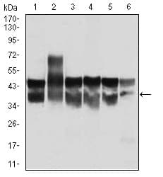 CDK2 Antibody (aa197-295, clone 1A6)