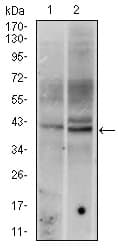 Monoclonal Mouse anti-Human FOS / c-FOS Antibody (clone 2G2, IHC, WB)