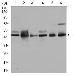 Monoclonal Mouse anti-Human MAPK8 / JNK1 Antibody (clone 1E5, WB)