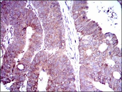 DLL4 Antibody (clone 4A11F8)