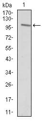 Monoclonal Mouse anti-Human VAV1 / VAV Antibody (clone 2E+11, WB)