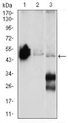 ENO2 / NSE Antibody (clone 5D3)
