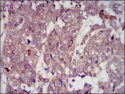 Monoclonal Mouse anti-Human IGF2 Antibody (clone 8H1, IHC, IF, WB)