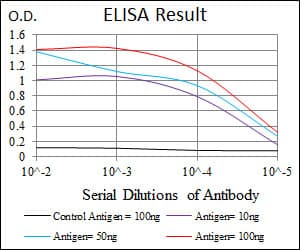 Monoclonal Mouse anti-Human CSNK2A2 Antibody (clone 10, IHC, WB)