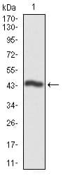 Monoclonal Mouse anti-Human CSNK2A2 Antibody (clone 10, IHC, WB)