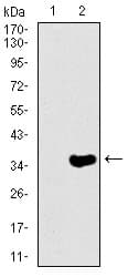 rnfH Antibody (clone 8H10)