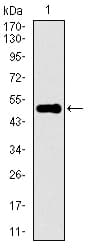 Monoclonal Mouse anti-Human KEAP1 Antibody (clone 1F10B6, IF, WB)