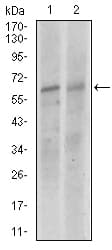 Monoclonal Mouse anti-Human KEAP1 Antibody (clone 1F10B6, IF, WB)