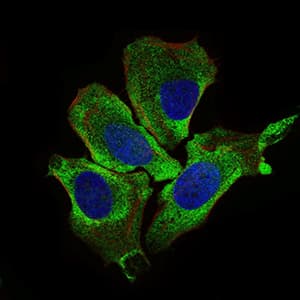 Monoclonal Mouse anti-Human KEAP1 Antibody (clone 1F10B6, IF, WB)