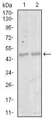 MEF2C Antibody (clone 6H2G2)