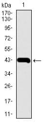 Monoclonal Mouse anti-Human MMP2 Antibody (clone 4D1E2, WB)