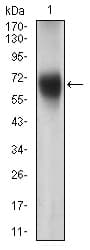 Monoclonal Mouse anti-Human FUT4 / CD15 Antibody (clone 6B11B4, aa199-302, WB)