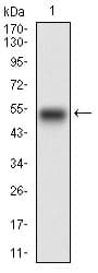 EGFR Antibody (aa693-893, clone 5E10D3)