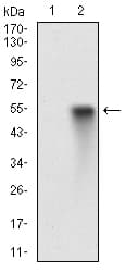 EGFR Antibody (aa693-893, clone 5E10D3)