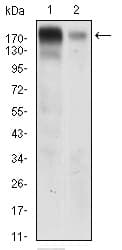 EGFR Antibody (aa693-893, clone 5E10D3)
