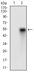 Monoclonal Mouse anti-Human EGFR Antibody (clone 7A6F12, aa693-893, IHC, WB)