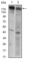 Monoclonal Mouse anti-Human EGFR Antibody (clone 7A6F12, aa693-893, IHC, WB)