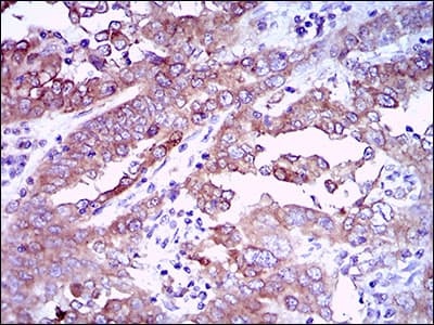 Monoclonal Mouse anti-Human EGFR Antibody (clone 7A6F12, aa693-893, IHC, WB)