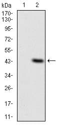 Monoclonal Mouse anti-Human ITGAM / CD11b Antibody (clone 3A10H5, aa623-728, IF, WB)