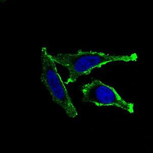 Monoclonal Mouse anti-Human ITGAM / CD11b Antibody (clone 3A10H5, aa623-728, IF, WB)