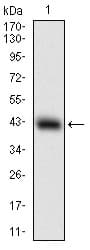 Monoclonal Mouse anti-Human SOX10 Antibody (clone 2E7E8, aa147-252, IHC, WB)