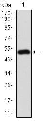 Monoclonal Mouse anti-Human MME / CD10 Antibody (clone 7D4B1, aa52-246, IHC, WB)