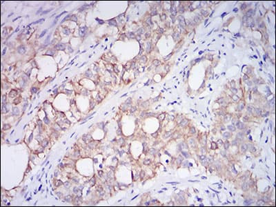 Monoclonal Mouse anti-Human MME / CD10 Antibody (clone 7D4B1, aa52-246, IHC, WB)