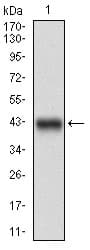 PPP1R1B / DARPP-32 Antibody (aa95-204, clone 2A4G9)