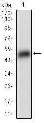 PLIN2 / ADFP / Adipophilin Antibody (aa286-437, clone 2C5H8)