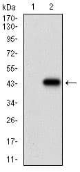 CDX2 Antibody (aa176-303, clone 2F12A6)