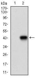 MEF2A / MEF2 Antibody (aa391-497, clone 2F9H2)