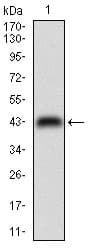 CDX2 Antibody (aa176-303, clone 3G9B9)