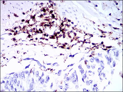 Monoclonal Mouse anti-Human CD45 / LCA Antibody (clone 5D3A3, aa928-989, IHC, WB)